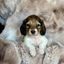 Lady (Burrata) - Cream female Dachshund puppy in Lincoln, California from ForeversEdge Doxies