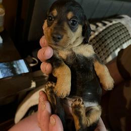 Ciera - Wild boar female Dachshund puppy in Edinburg, Virginia from Hunter Lane Dachshunds