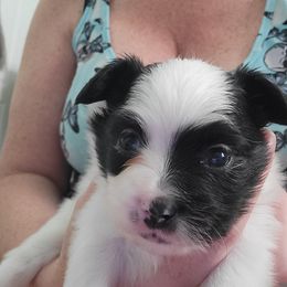 Boy 3 - Papillon puppy in Jacksonville, Florida from Luvbugs Papillons