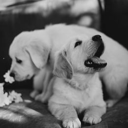 Golden Retriever Puppies from Rosemary Goldens