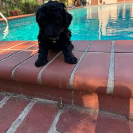 Onyx - Black male Poodle puppy in Gainesville, Florida from Pipsqueak Mansion Poodles