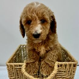 Lime - Apricot female Goldendoodle puppy in Kenansville, North Carolina from J+A Family Doodles