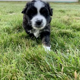 Miniature Australian Shepherd Puppies from 5 Star Mini Aussies