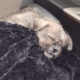 Chihuahuas, Companion Crosses, and Shih Tzus from Dilka's Puppies
