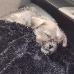 Chihuahuas, Companion Crosses, and Shih Tzus from Dilka's Puppies
