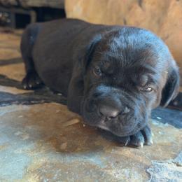 Dark Blue Collar Female - Black female Cane Corso puppy in Jasper, Alabama from C&M Cane Corso
