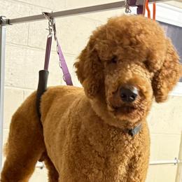 Rufio - Poodle