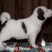 Pinto Bean - White male Tornjak puppy in Albright, West Virginia from Pine Spring Farm