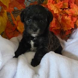 Natasha - Black female Schnoodle puppy in Novinger, Missouri from Stormi Sky Schnoodles