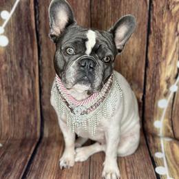 French Bulldogs from Coeur D Alene Kennels