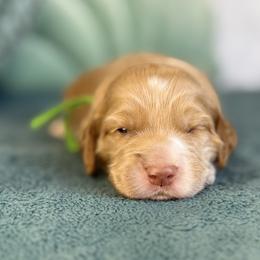 Benny - Caramel male Australian Labradoodle puppy in Citrus Heights, California from Elite Blend Labradoodles