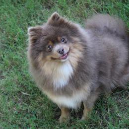 Pomeranian puppies from Kerrie’s Pomeranian