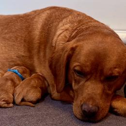 Labrador Retriever puppies from DeVoy Country Labs
