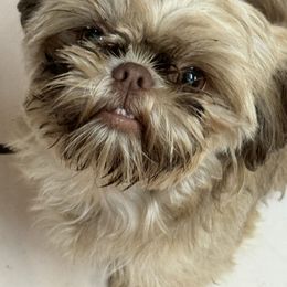 Nahla - Shih Tzu