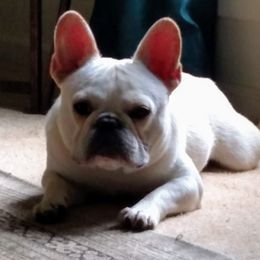 RJ - French Bulldog