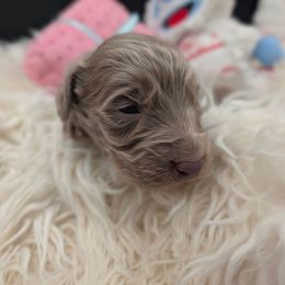Dasher - male Long Haired Weimaraner puppy in Evart, Michigan from Drehbar Weimaraners
