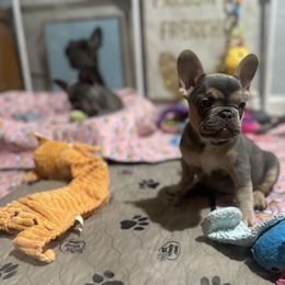 French Bulldog Puppies from Fancy Frenchies