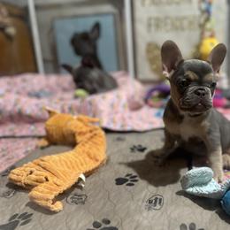 French Bulldog Puppies from Fancy Frenchies