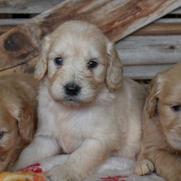 Female 3 of 5 - Cream female Goldendoodle puppy in Macedon, New York from Toodles Goldendoodles