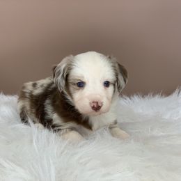 Aussiedoodle and Miniature Australian Shepherd Puppies from Craven’s Creakin’ Cedars Company