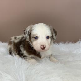 Aussiedoodle and Miniature Australian Shepherd Puppies from Craven’s Creakin’ Cedars Company