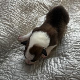 Boy 3 - Sable and white male Old Time Scotch Collie puppy in Alexander, North Carolina from The Fiddlesticks Farm