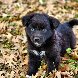 Bonnie - Full Tail - 1 Blue 1 Brown Eye - Black & white female Miniature Australian Shepherd puppy in Mc Alester, Oklahoma from Angel's Aussies