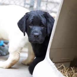 Labrador Retriever Puppies from Reve Labradors