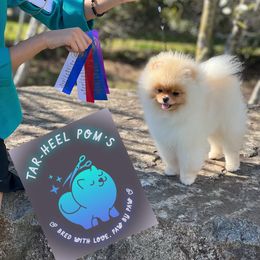 Titan - Pomeranian