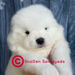 Samoyed puppies from SnoDen Samoyeds