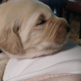 Golden Retriever, Goldendoodle, and Sheepadoodle Puppies from Guppy Puppies