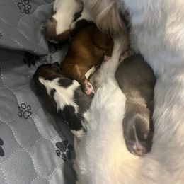 Shih Tzu Puppies from The Lion dog Shih Tzu