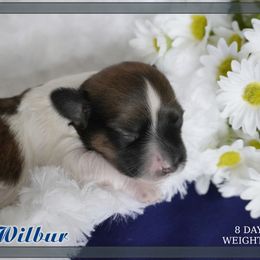 Coton de Tulear Puppies from Buttercup Cotons of Texas