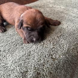 Boy 3 - male Soft Coated Wheaten Terrier puppy in Cody, Wyoming from Yellowstone Breeders