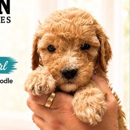1400.00  Skye: Teal Collar - Apricot female Goldendoodle puppy in Raceland, Louisiana from Cajun Doodles