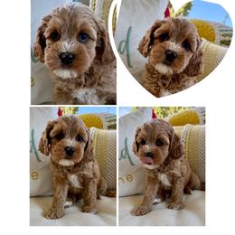 Peanut - Apricot female Australian Labradoodle puppy in Sacramento, California from Delta Breeze Labradoodles