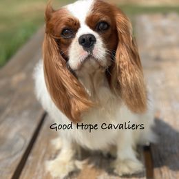 Milo - Cavalier King Charles Spaniel