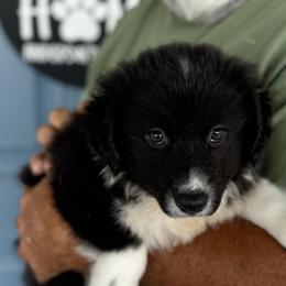 Australian Shepherd Puppies from Wiggle Butt Inn LLC
