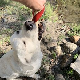 Labrador Retriever All Grown Up from Chateau St. John