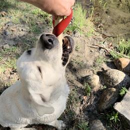 Labrador Retriever All Grown Up from Chateau St. John