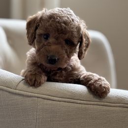 Lula( Red collar) - Red  female Goldendoodle puppy in Skamokawa, Washington from East Valley Pups