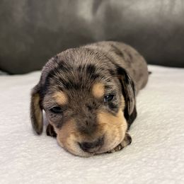Jill - Dapple female Dachshund puppy in Sedalia, Missouri from Sho Me Spots