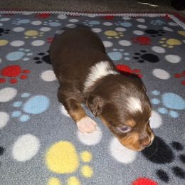 Prancer - Red tri female Miniature Australian Shepherd puppy in Arlington, Texas from CopperHead Aussies