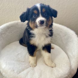 Hank - Black tri male Miniature American Shepherd puppy in Douglas, Arizona from Starry-Eyed Mini Aussies with Tails