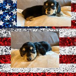 McKinley - Black and cream female Dachshund puppy in Jonesboro, Illinois from Twin Hills Dachshunds