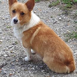 Australian Cattle Dogs and Pembroke Welsh Corgis from NL Horsemanship