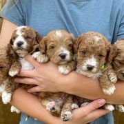 Bernedoodle, Cavachon, Goldendoodle, and Spanish Water Dog Puppies from PitterPatterPuppiesNJ