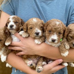 Bernedoodle, Cavachon, Goldendoodle, and Spanish Water Dog Puppies from PitterPatterPuppiesNJ
