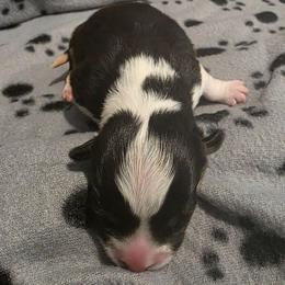 Fancy - Black and tan female Pembroke Welsh Corgi puppy in Clever, Missouri from Creme De La Creme Corgis