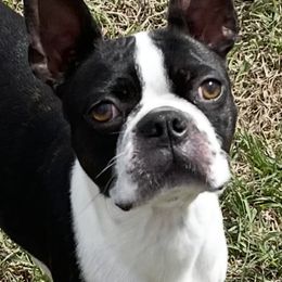 Luna - Boston Terrier